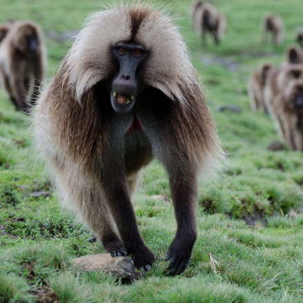 Baboon in the Smean Mountains