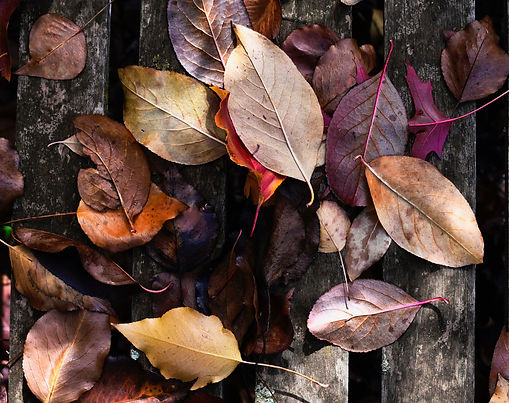 Autumn Colour