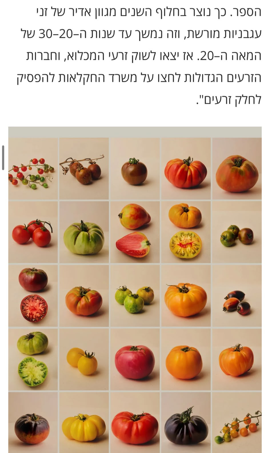 מאמר עגבניות