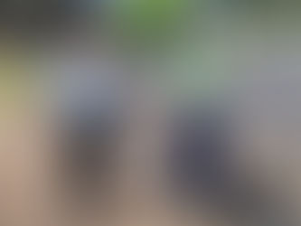 From Italy to Argentina researching Biostimulants for sustainable chickpea systems 