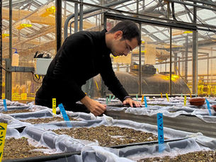 From Greece to France: competitive interactions and coexistence of weed species