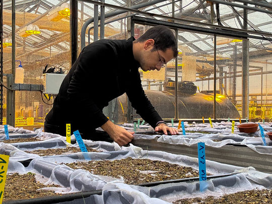 From Greece to France: competitive interactions and coexistence of weed species