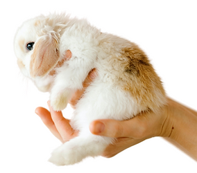 bunnies to adopt in miami florida bunny rabbit rabbits pet adoption rescue boarding animal hotel