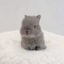 Writer: The Bunny Whisper