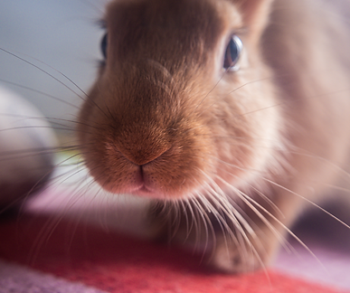 bunnyland305 cute bunnies adopt rescue boarding holland hop dwarf netherland jersey wooly