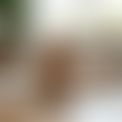 Why Choosing the Right Pet Sitting Services in Melbourne matters