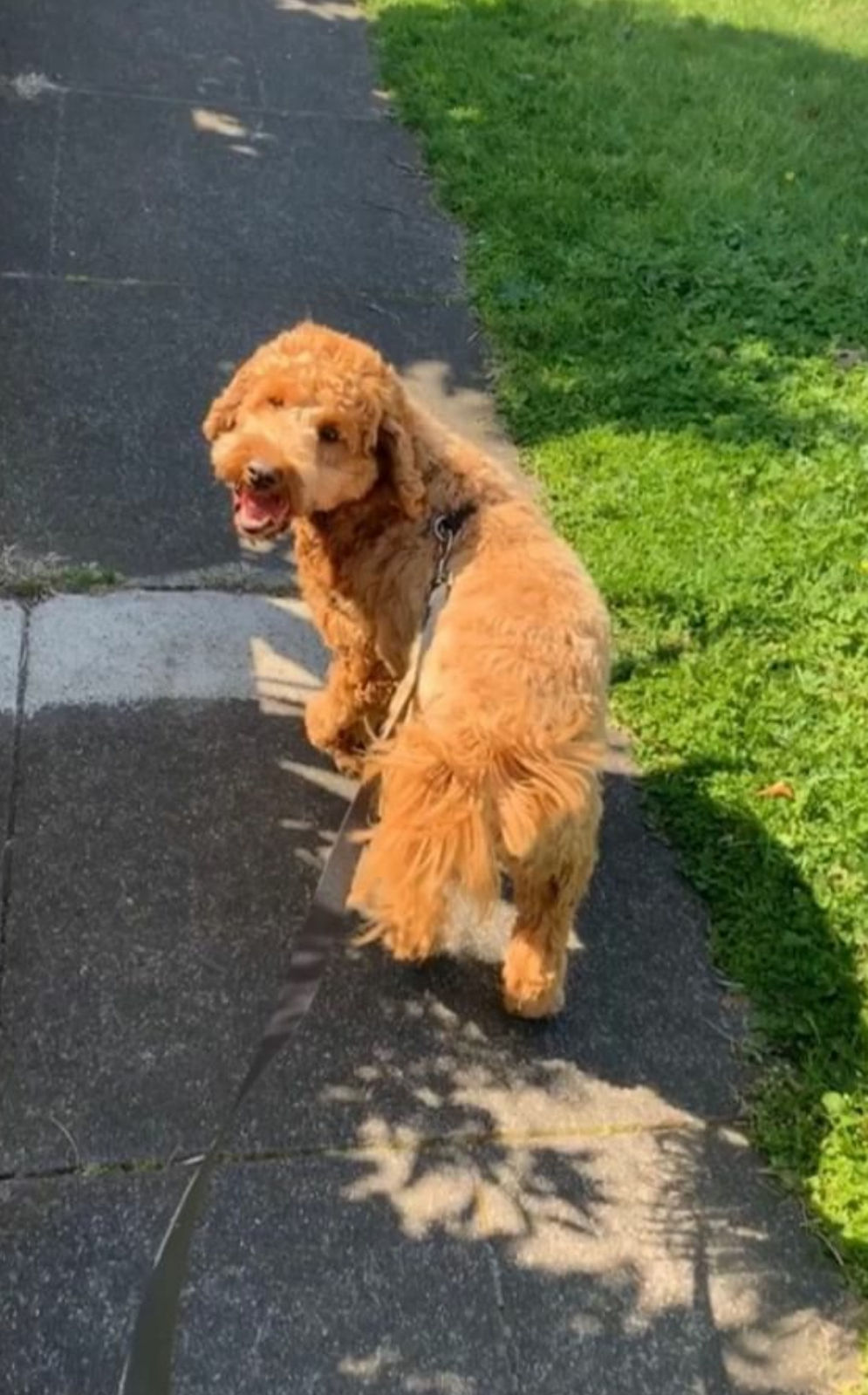 Pet Sitting Melbourne SitStay Vet Nurse Sitters