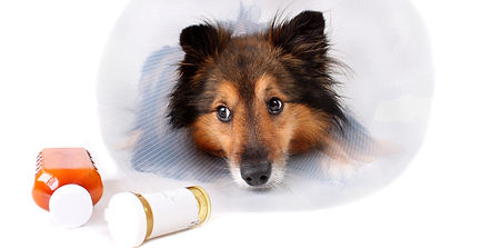 Sick Sheltie or Shetland sheepdog with d