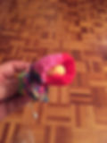 Sophie's Rose