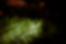 54705740792_0d230fc822_o.jpg