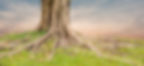Roots of a tree and green grass with sunset sky background._edited.jpg