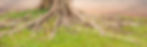 Roots of a tree and green grass with sunset sky background._edited.jpg