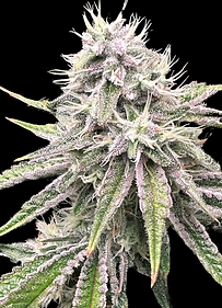 Strawberry OG Cookies