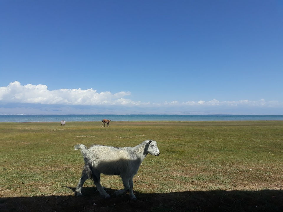 Nos amis du camping Issyk Kul