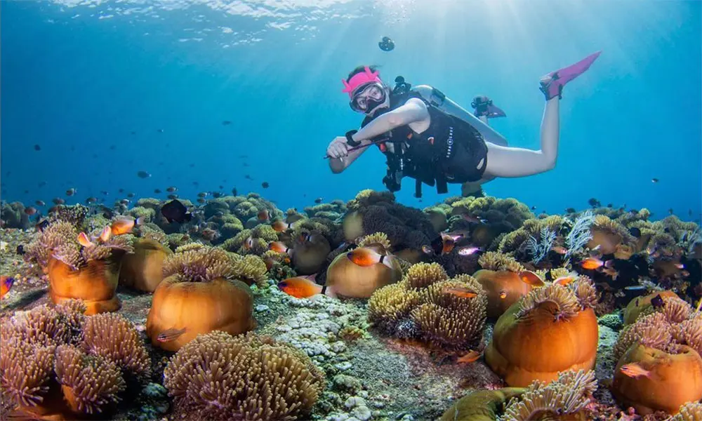 Menjangan diving tour