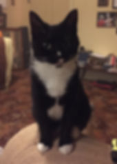 Pingu.JPEG