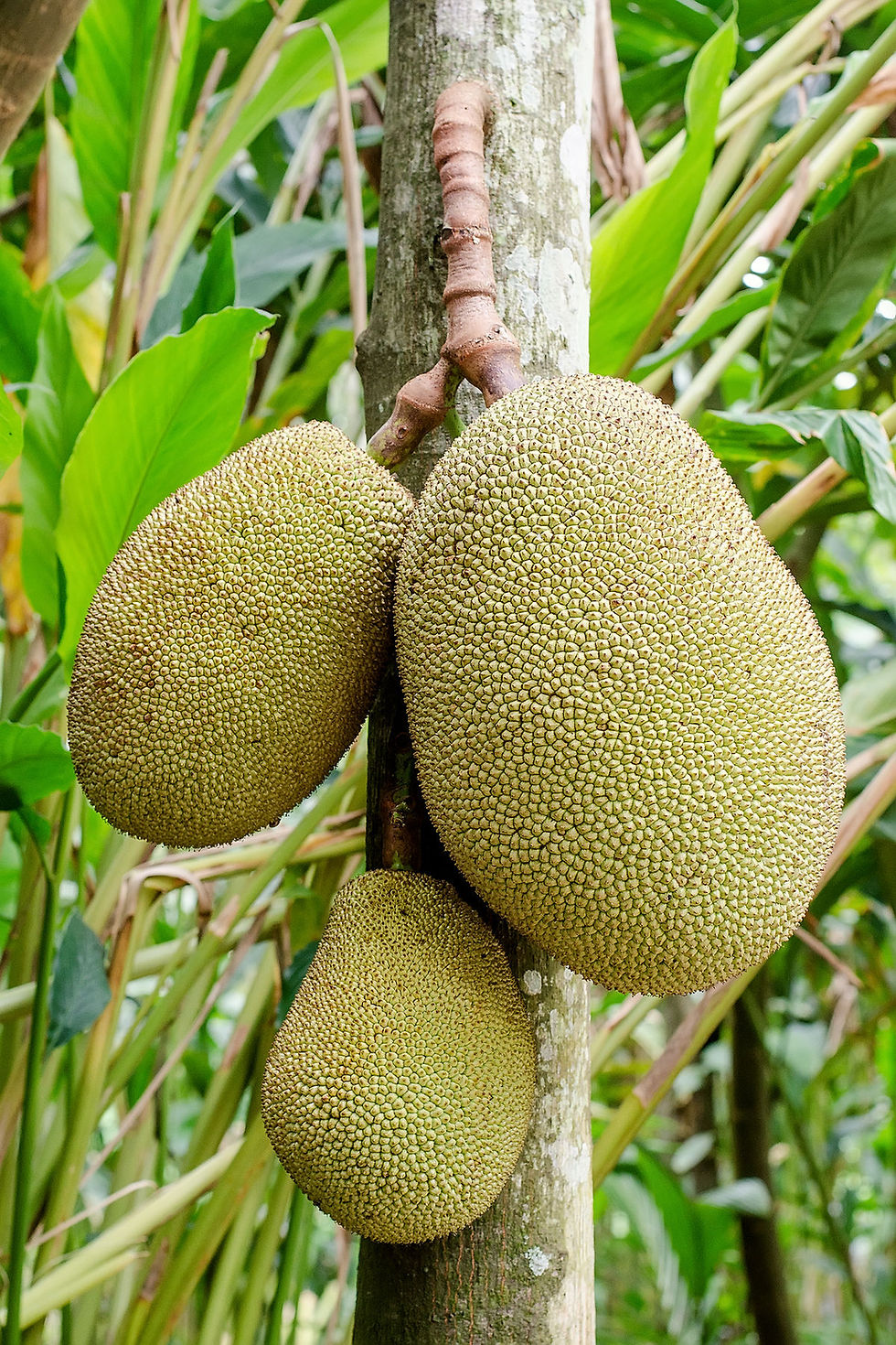 ree