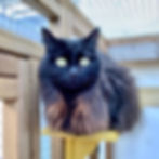 silverstone in catio