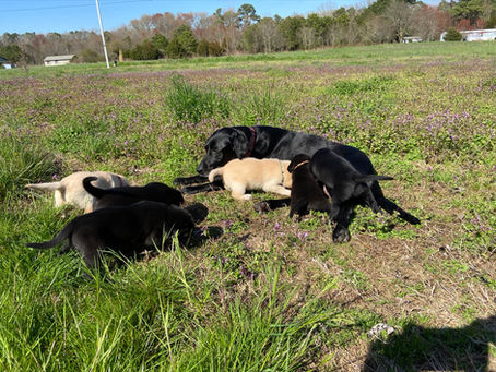 Puppies Make Their First Trip Outside