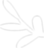 fleur blanc_edited.png