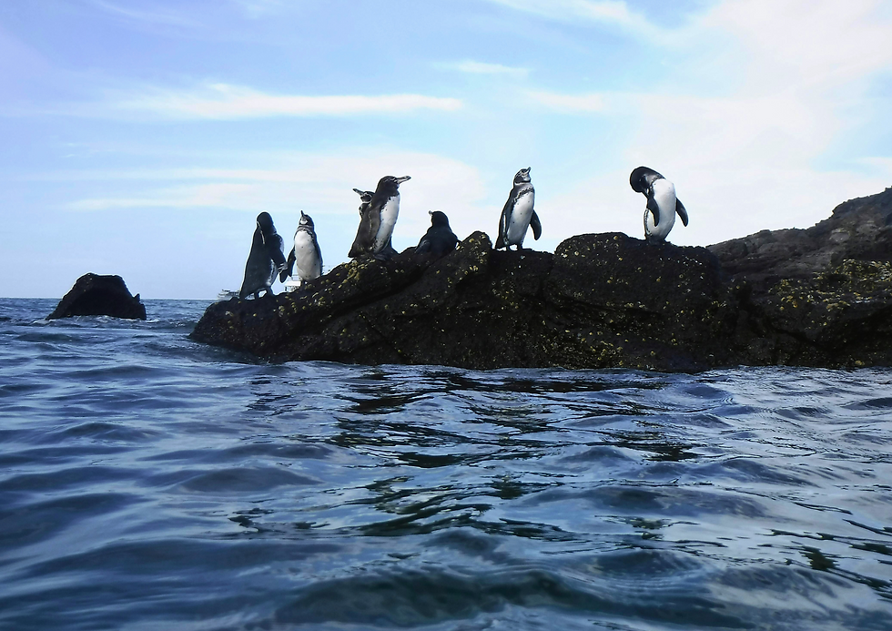 Penguins, Puerto Ayora, Galápagos Islands, Ecuador