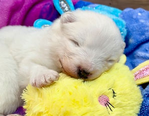 3 week old Samoyed puppies Easter