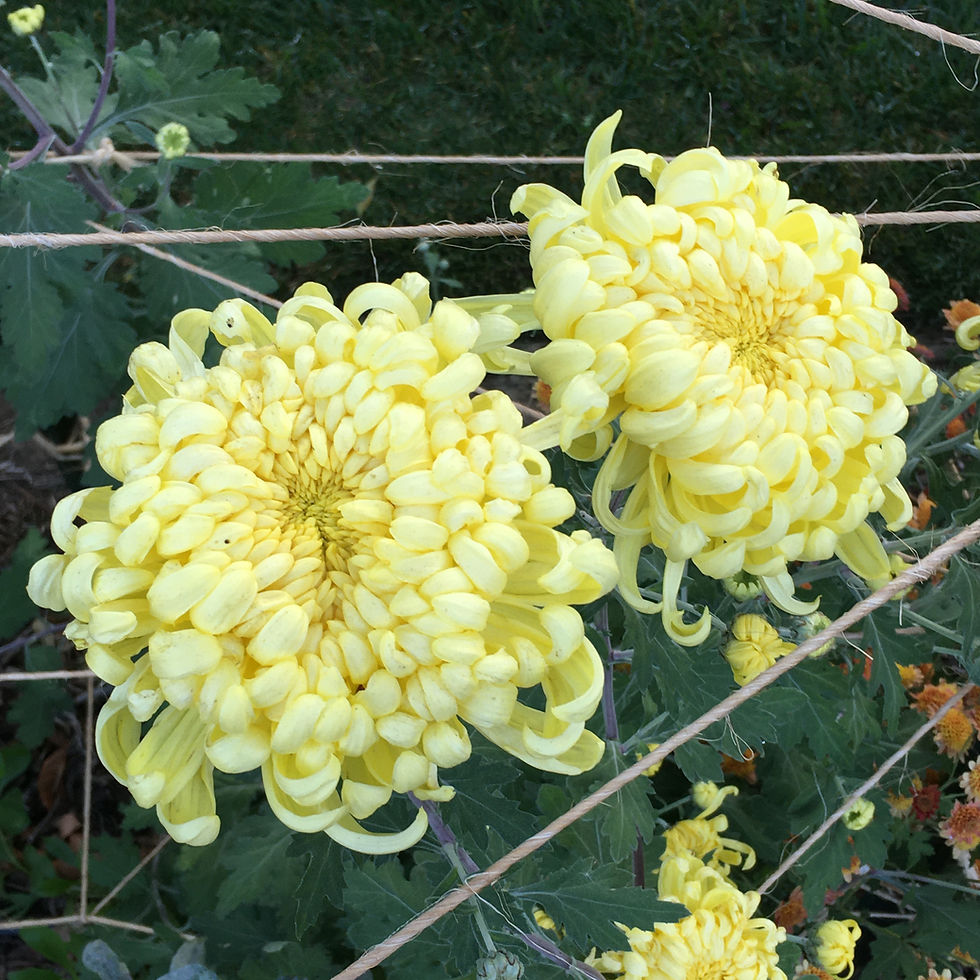 yellow chrysanthemum