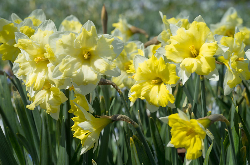 Daffodils