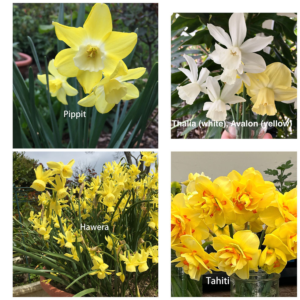 Daffs in the garden or freshly picked