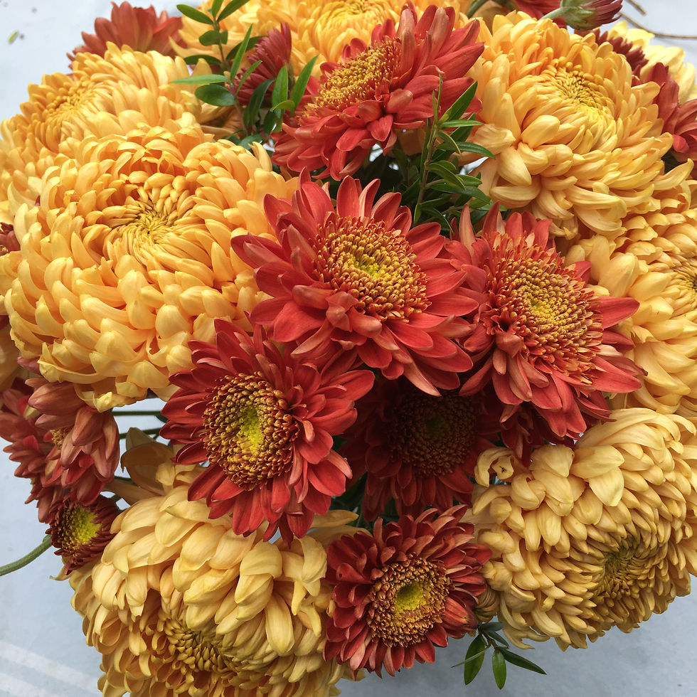 chrysanthemums