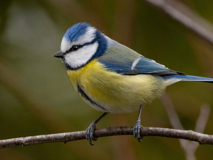 Die Blaumeise - Ein Schrecken in blaugelb