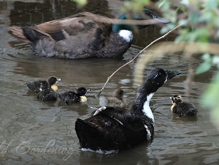 Der wilde Garten und die kleinen Entchen