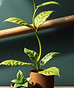 steel environmentally friendly .jpg