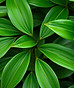 green leaves steel.jpg