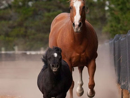 Small pony racing big horse on hard ground