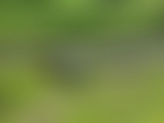 Green grass everywhere!
