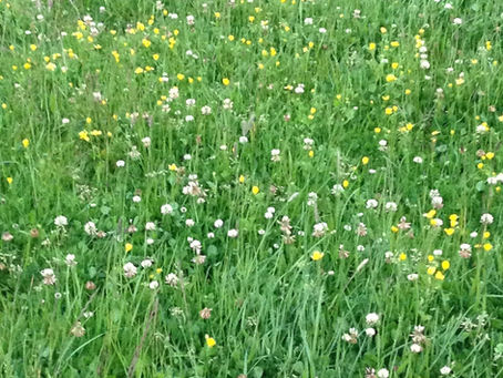 Clover growing