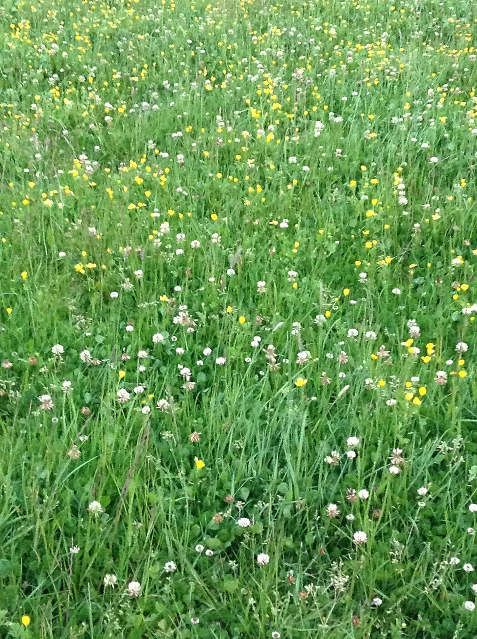clover