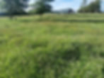 clover field