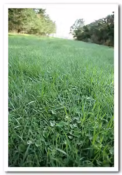 Before spraying with broadleaf spray (Granstar)