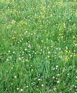 rye/clover pasture