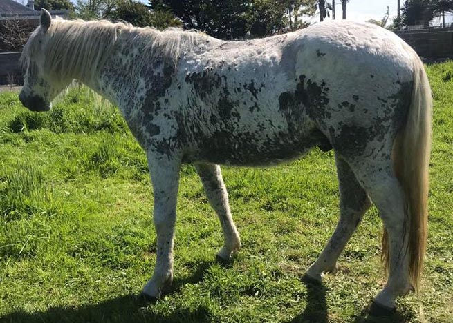 Horse with skin allergies
