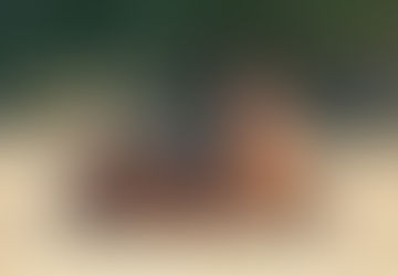 Horse about to get up from lying down