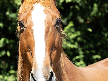 beautiful older horse