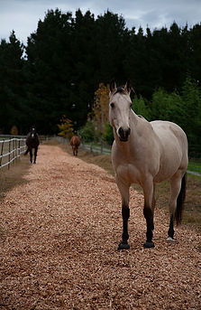 IMG_4762.jpg