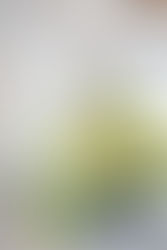 Beginner's Guide to Going Gluten-Free