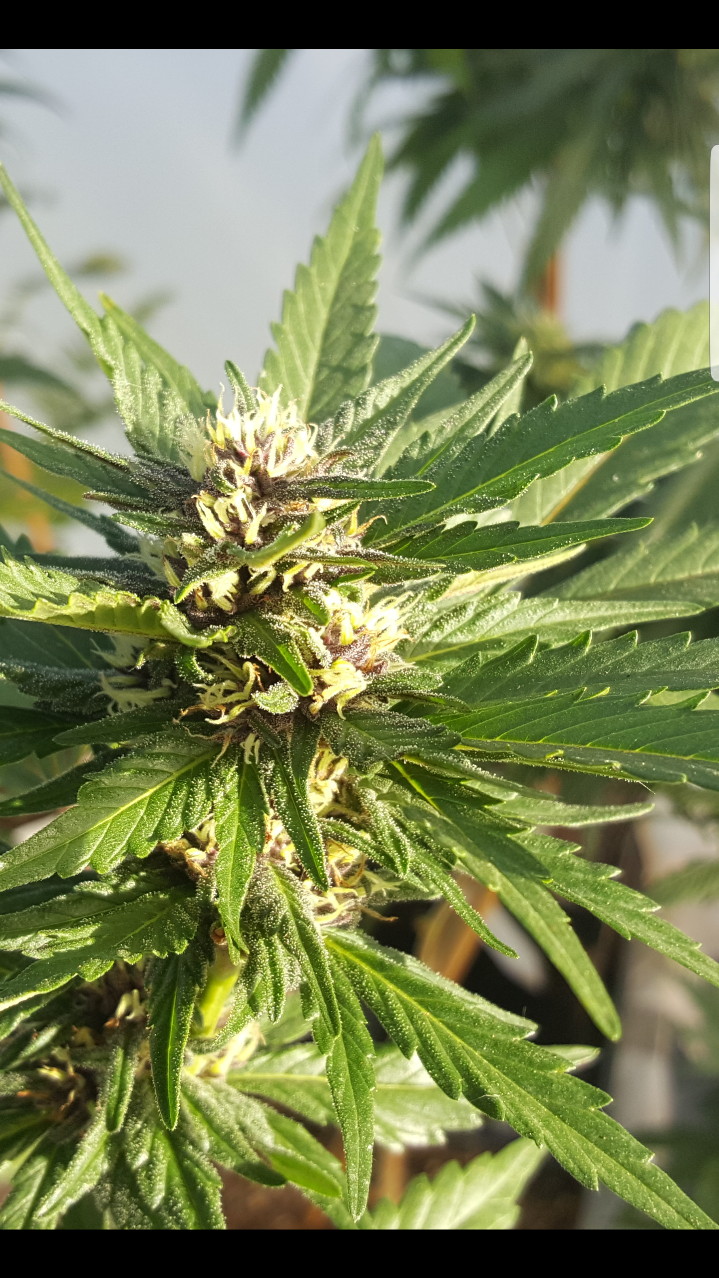 Green Leaf