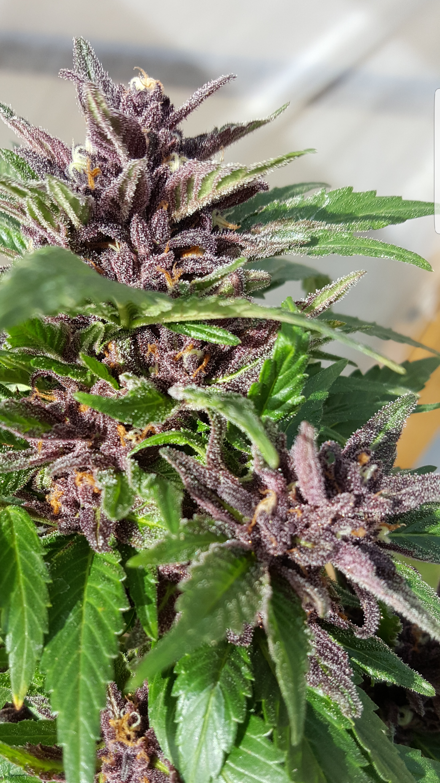 Purp Nugget Close