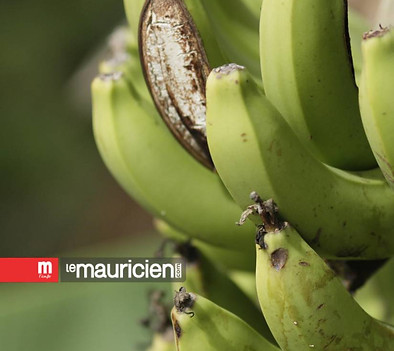 bananes.jpg