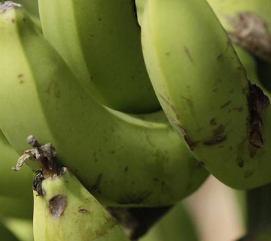 bananes.jpg